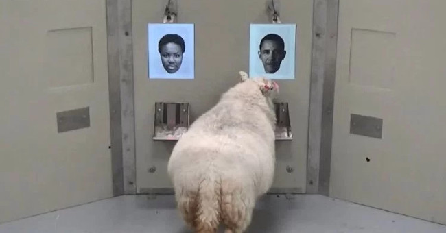 New interesting discovery about sheep