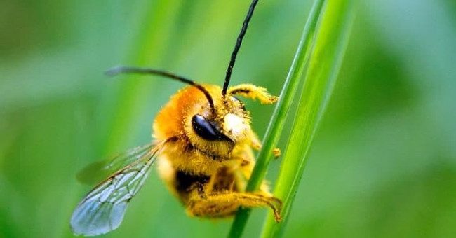 New interesting discovery about the ability of bee bees to learn