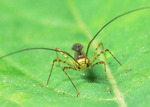 New invention: Natural compound that repels insects