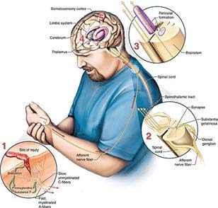 New look at how the brain locates pain