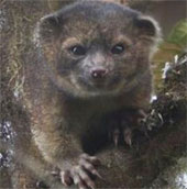 New mammals found in South America