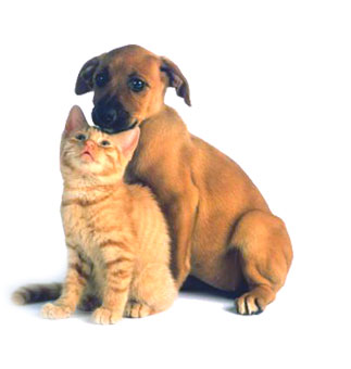 New medicine against fleas and ticks