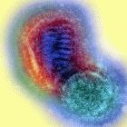 New method of early identification of H5N1 variant