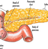 New method of treating diabetes