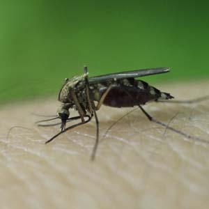 New method to effectively kill malaria mosquito larvae