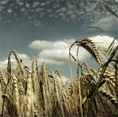 New method to increase crop yields