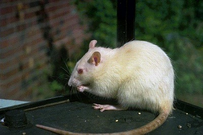 New method to treat spinal cord injury