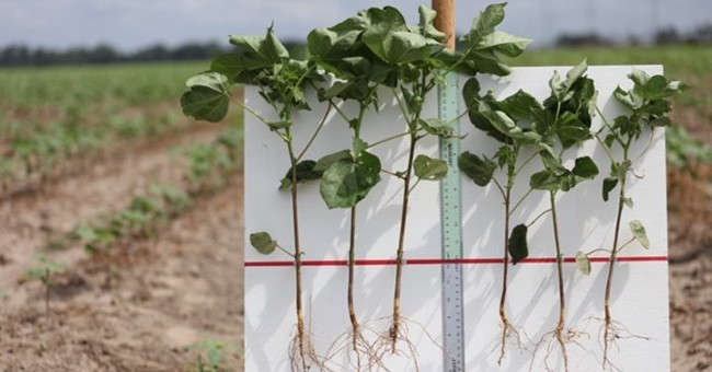 New methods to increase crop yields do not need to rely on genetic modification