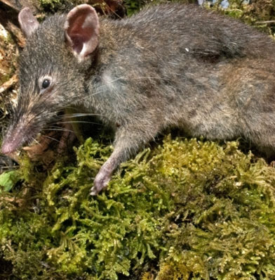New mice without molars, like worms