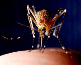 New mosquito repellent