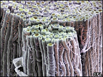 New nerves are developed from fat cells