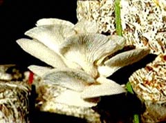 New opportunities for mushroom cultivation
