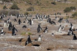New park preserves penguins and marine animals in Argentina