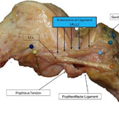New parts discovered in the human knee