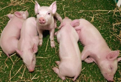 New pathogen from peptic ulcer disease