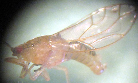 New pests are found in Vietnam
