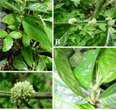 New plant species in Ha Giang limestone mountain