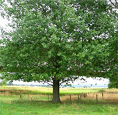 New plant varieties help improve soil