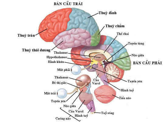 New progress of neuroscience