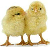 New prospects for vaccines against bird flu