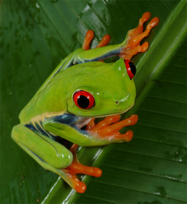 New report on mass extinction events in amphibians