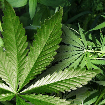 New research: Cannabis is 'safe' hundreds of times more alcohol and tobacco?
