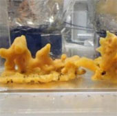 New research challenges the origin of animals on earth