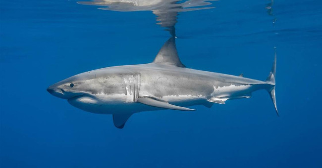 New research: Experts unexpectedly gain the experience of being eaten by white sharks