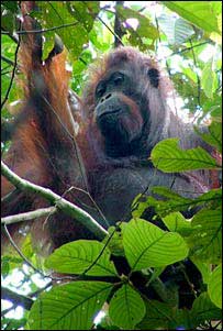 New research on orangutans