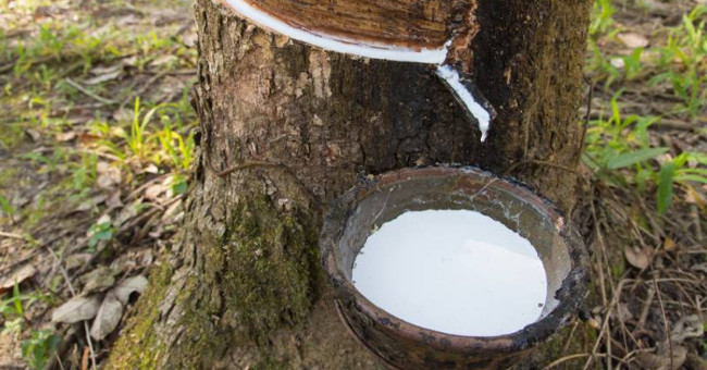 New research reveals a method to increase rubber latex production
