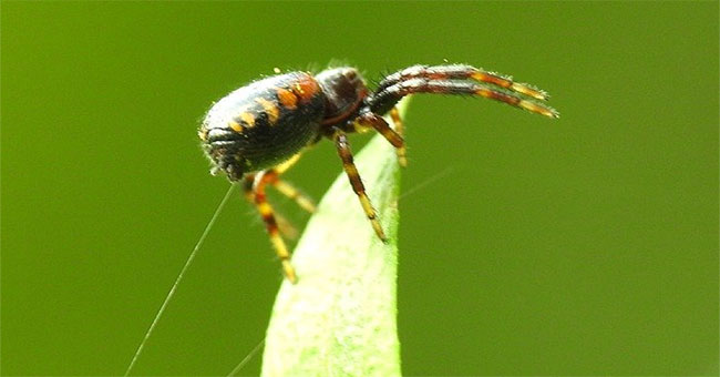 New research: Spiders can use electricity to fly in the air