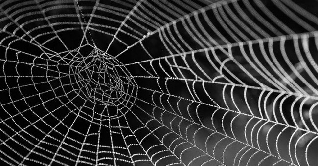 New research: using spider silk will help treat fractures effectively