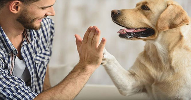 New research: Why can dogs understand human language?