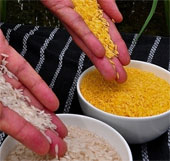 New rice varieties supplement nutrition for poor children