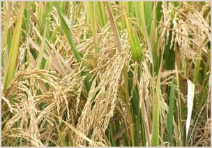 New rice variety: Less water, higher yield