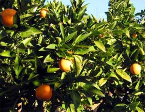 New solution to prevent citrus disease