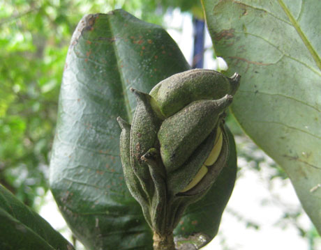 New species appear in Vietnam