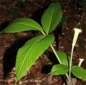 New species named after the President of the Academy of Science and Technology