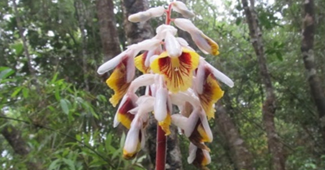 New species of Galangia found in Quang Ngai