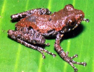 New species of lumpy and lizard-like tree frogs discovered