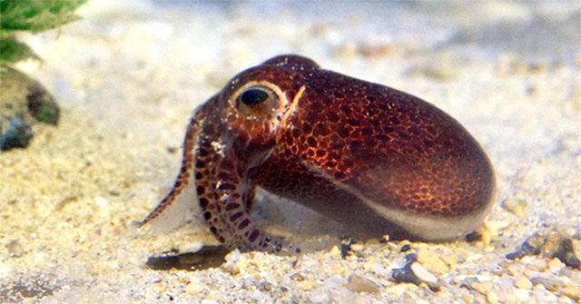 New species of squid discovered in Okinawa, Japan