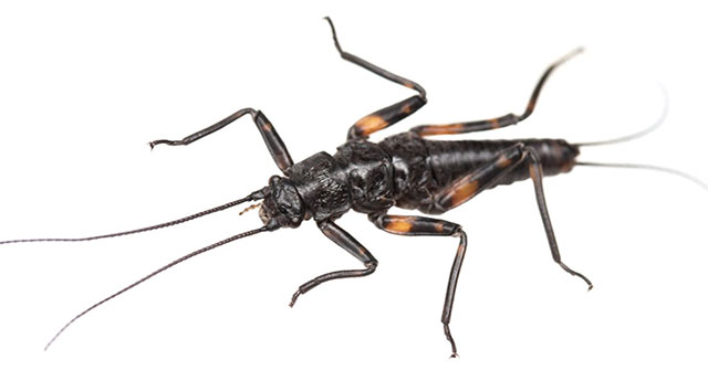 New species of stone beetle are found in the New Zealand mountains