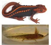 New species of toad discovered in Vietnam