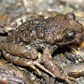 New species of toad on Fansipan peak