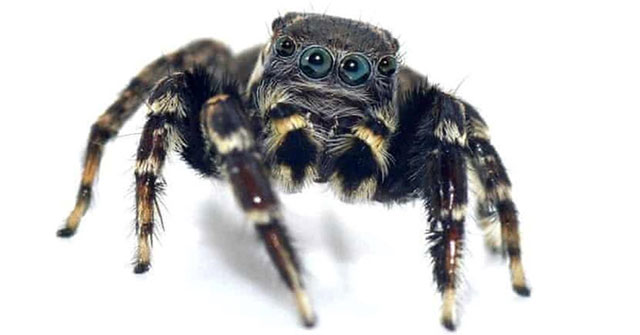 New spiders are identical to fashion legend Karl Lagerfeld