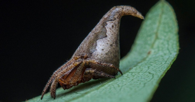 New spiders resemble Harry Potter's magic hat