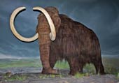 New step in reviving Woolly's long-haired mammoth