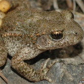 New strains of virus kill amphibians in Spain