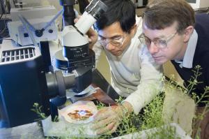 New success in genetic engineering of vegetable oil
