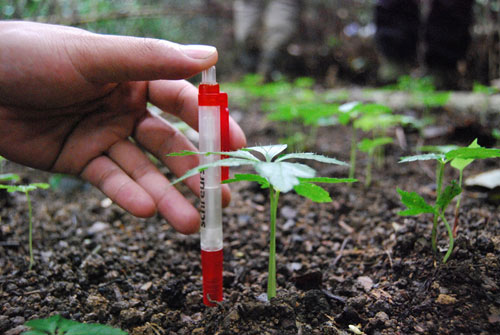 New success on clonal ginseng breeding